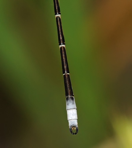 Lestes congener (Spotted Spreadwing) - male